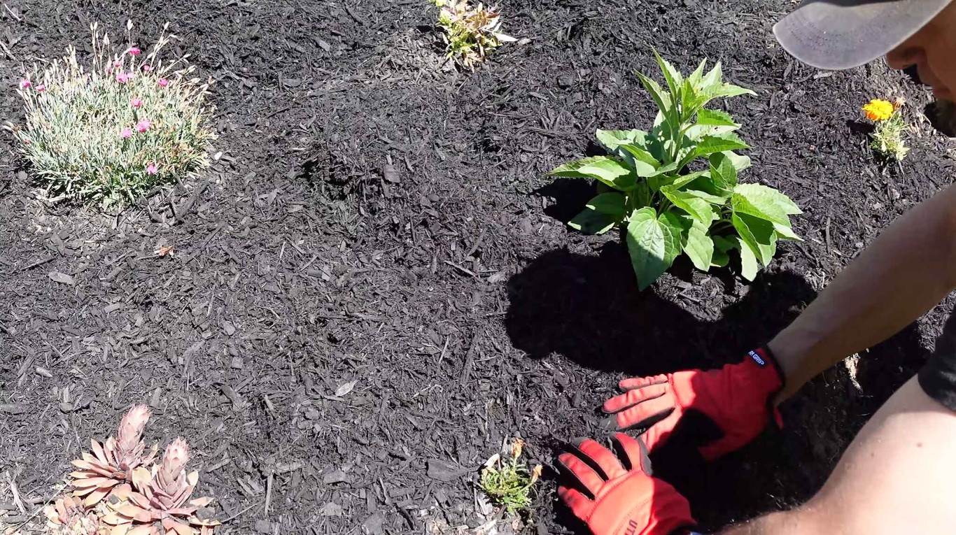Mulching & Bed Maintenance service in Delano, CA